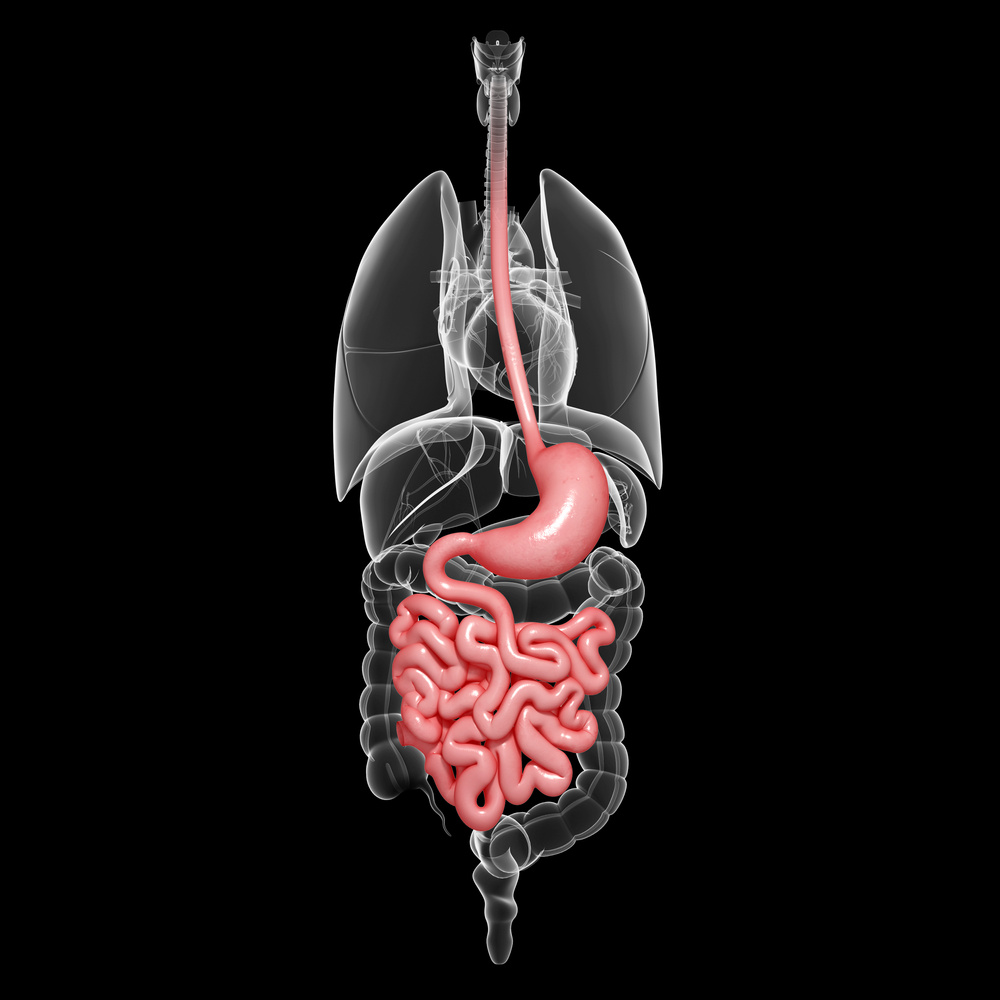 GUTS and stomach anatomy anterior x-ray
